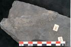 Foto (Detailansicht) von Calamites cistii Brongniart (NHMW-GEO-2024-0188-10984)